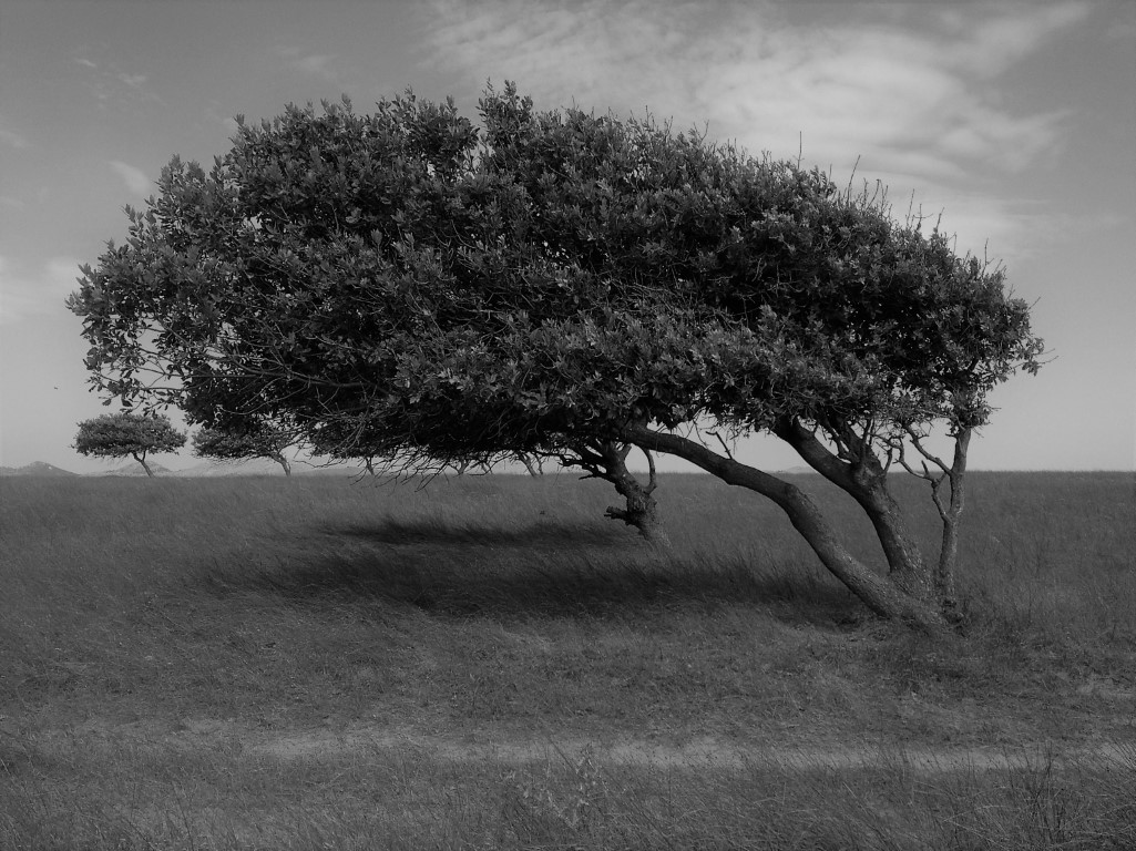 IMG_4900 (2) (Medium)